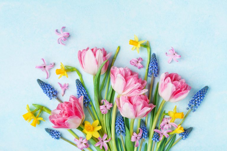 Bouquet of beautiful spring flowers on pastel blue table top vie